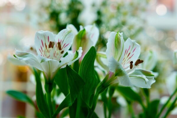 Alstroemeria11