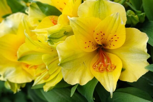 Alstroemeria3