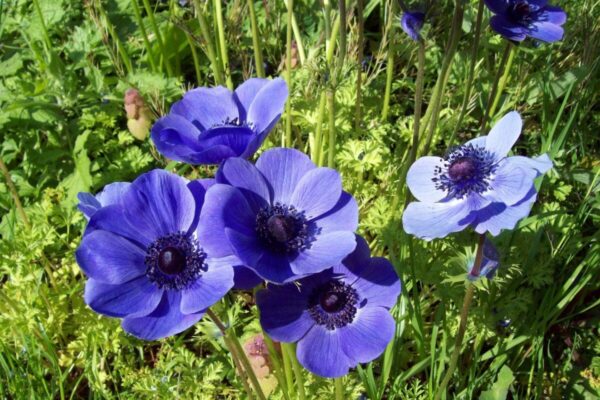 Anemone1