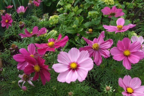 Anemone2