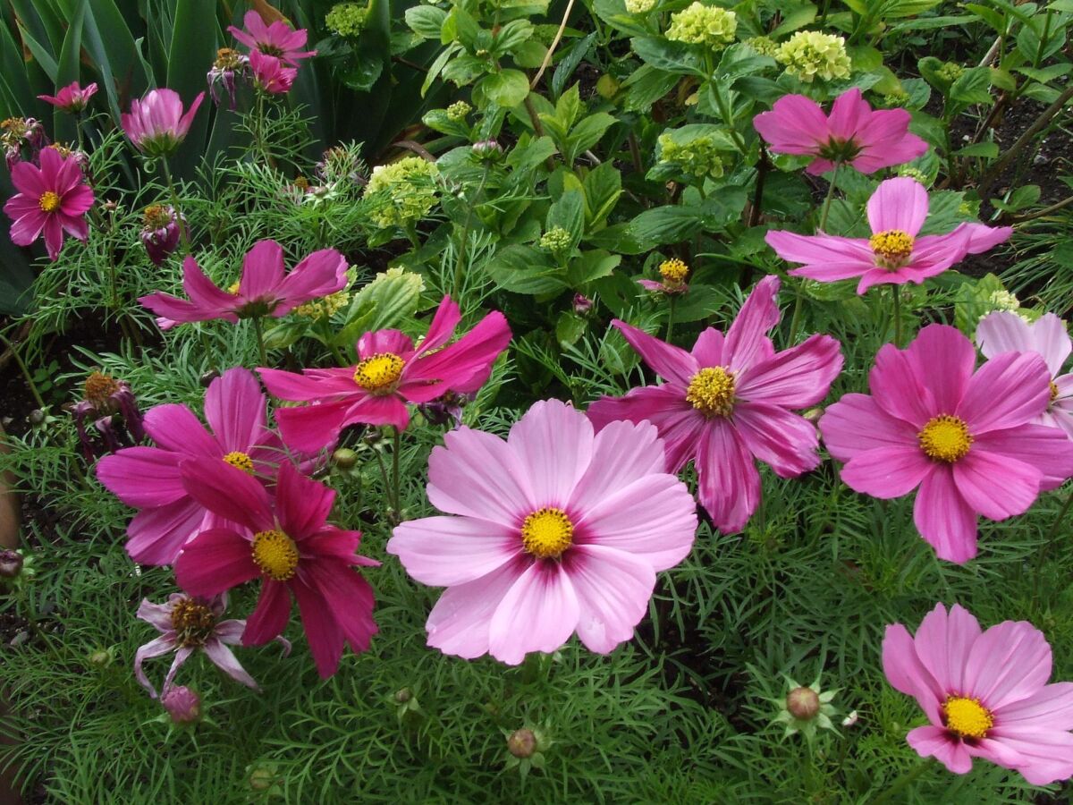 Anemone (Anemone)