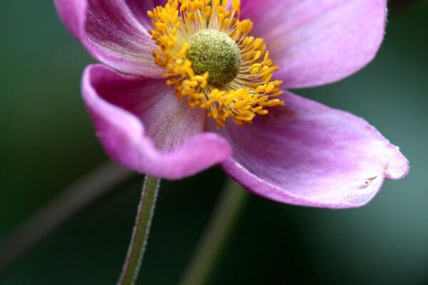 Anemone3