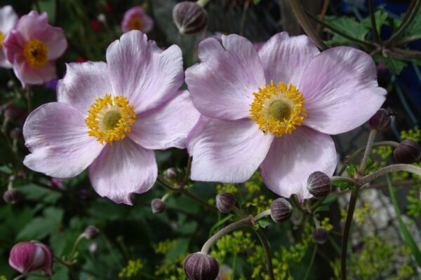 Anemone4