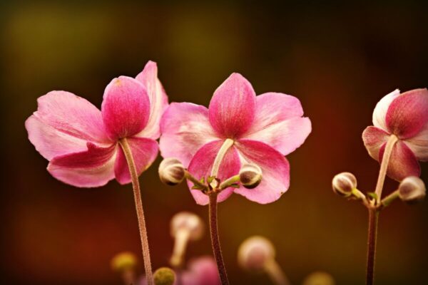 Anemone5