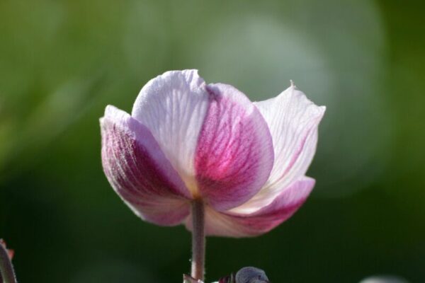Anemone6