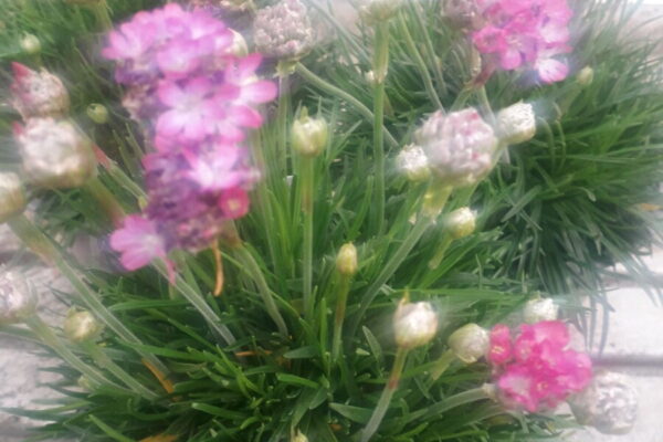 Armeria8