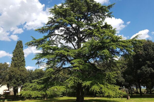Cedro4