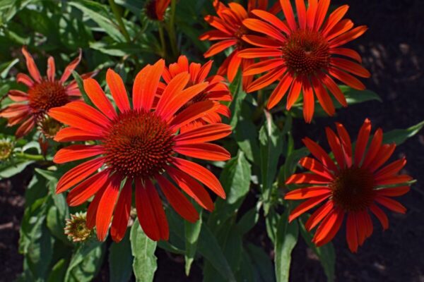 Echinacea arancio