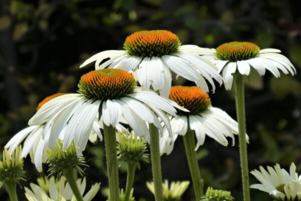 Echinacea bianca