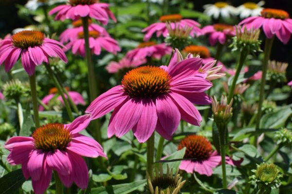 Echinacea fucsia