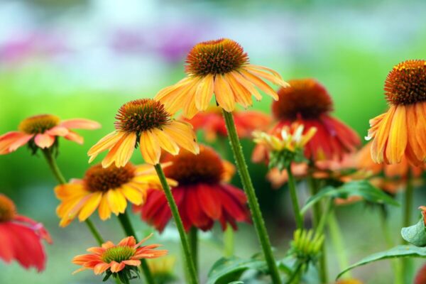 Echinacea gialla