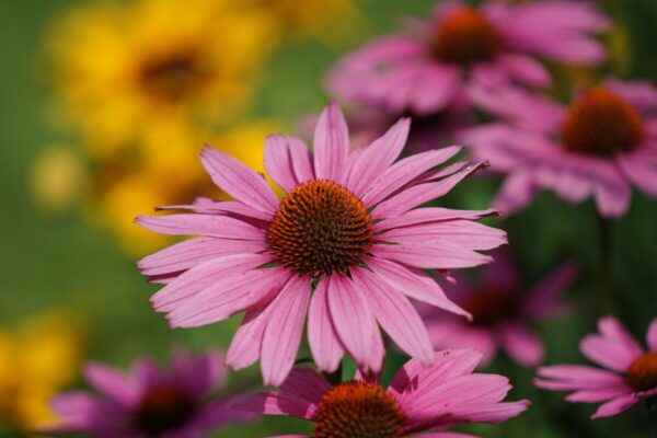 Echinacea rosa
