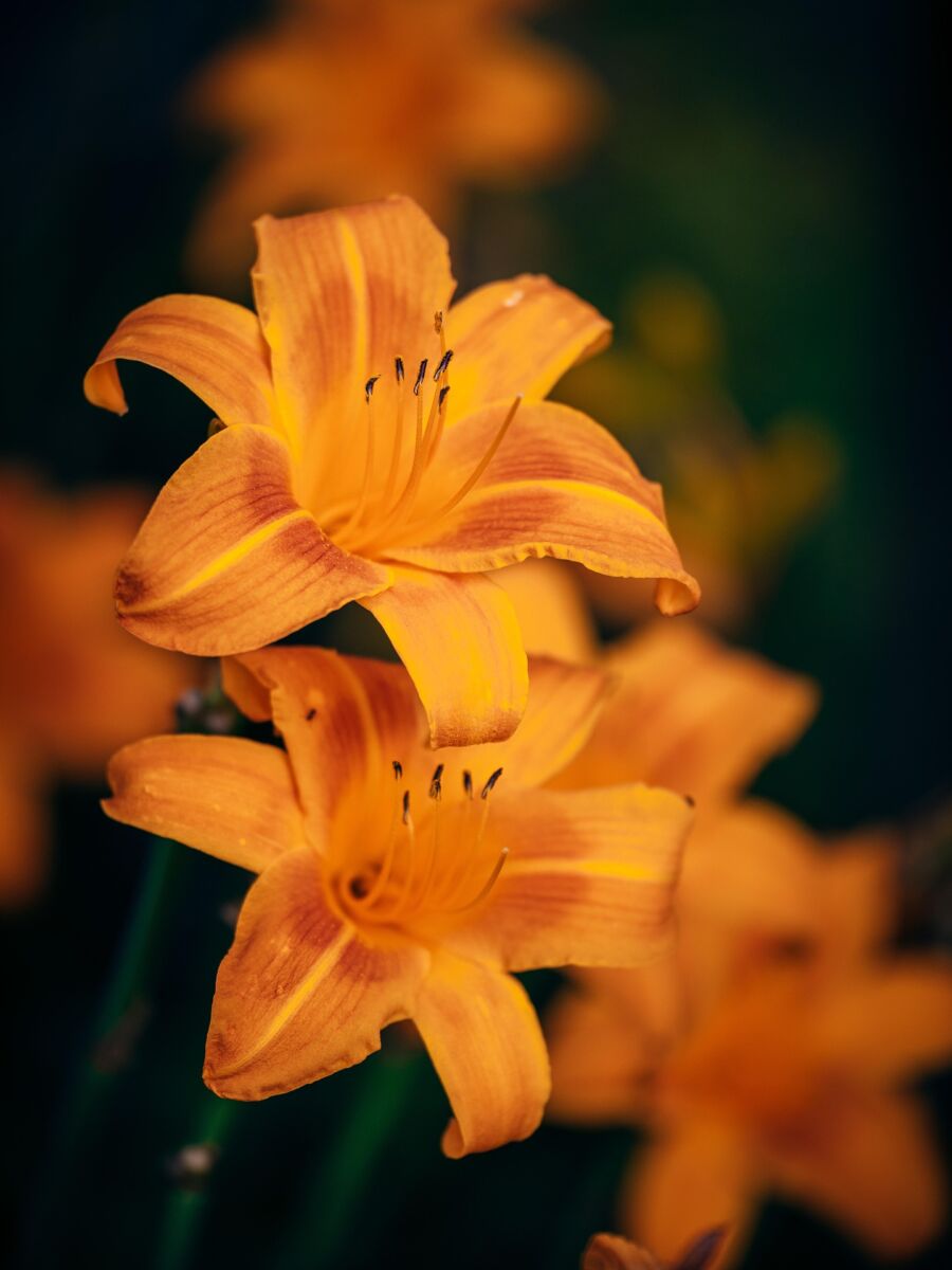 Hemerocallis (Hemerocallis)