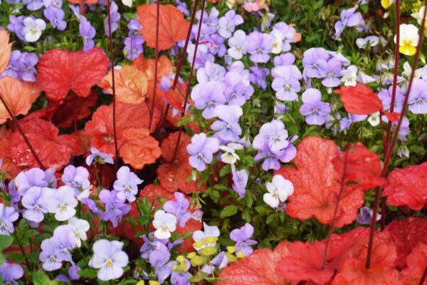 Heuchera