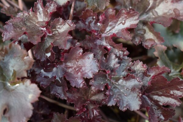 Heuchera1