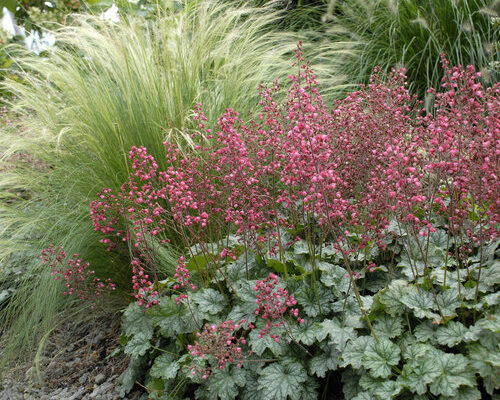 Heuchera10