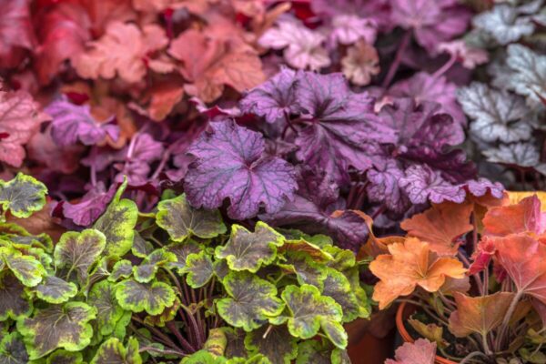 Heuchera11
