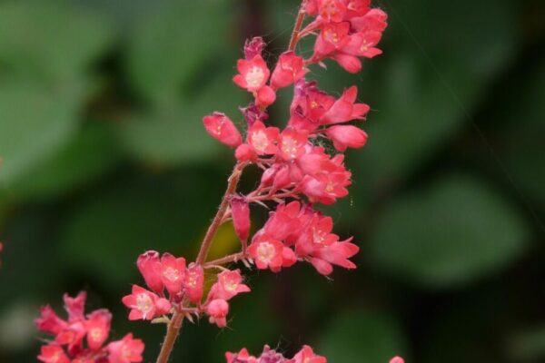 Heuchera2