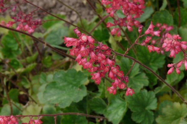 Heuchera3