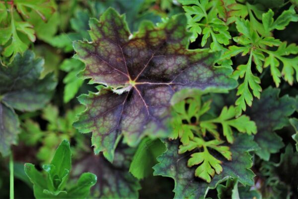Heuchera5