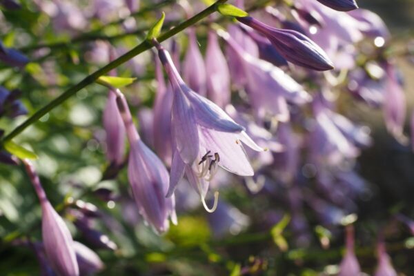 Hosta10