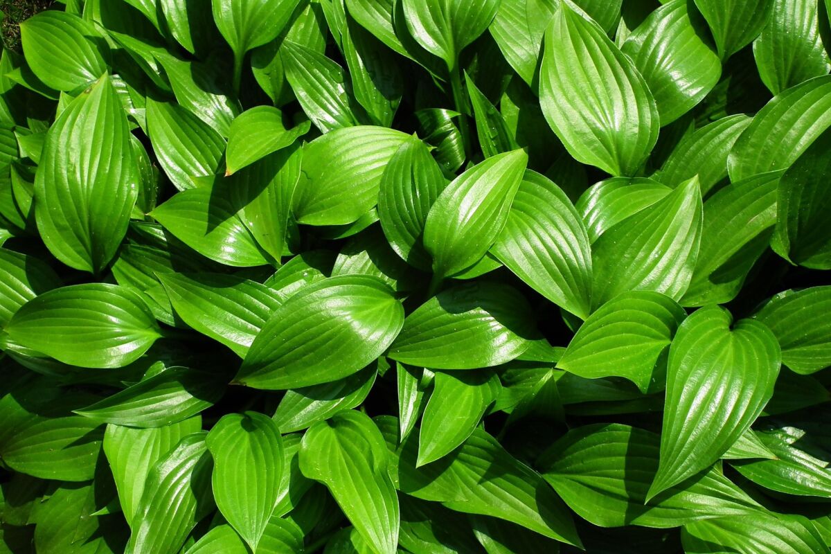 Hosta (Hosta)