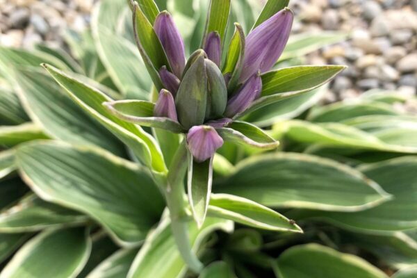 Hosta2