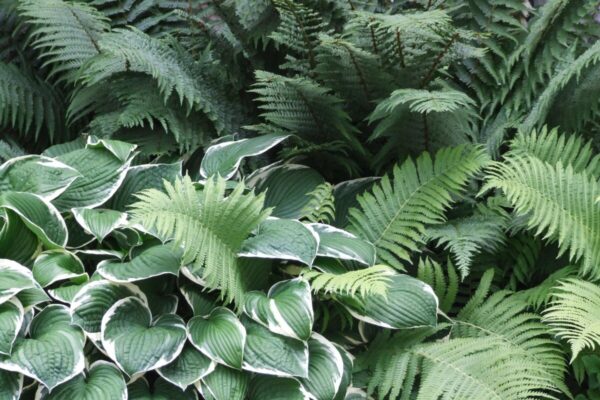 Hosta3