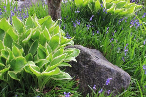 Hosta4