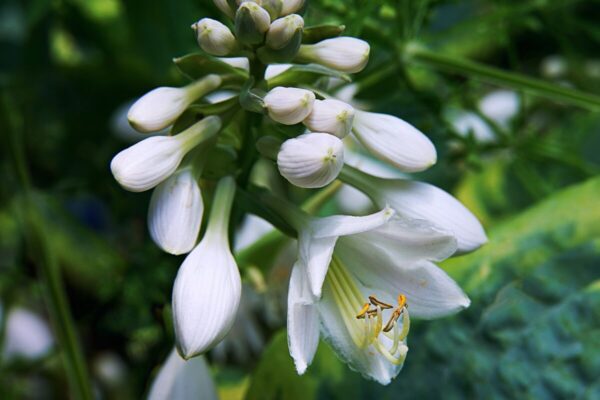 Hosta5