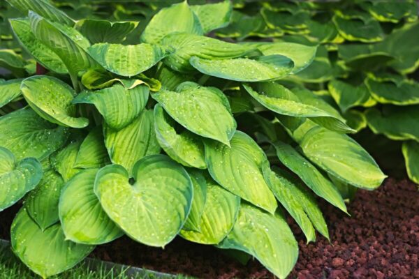 Hosta9
