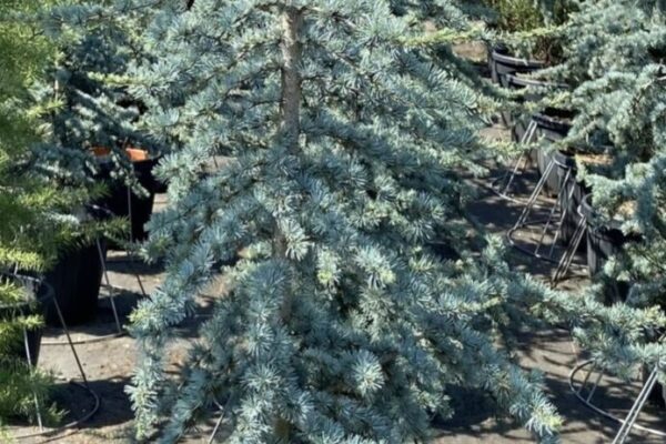 cedrus-atlantica-glauca1