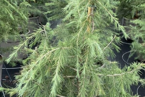 cedrus-deodara vaso