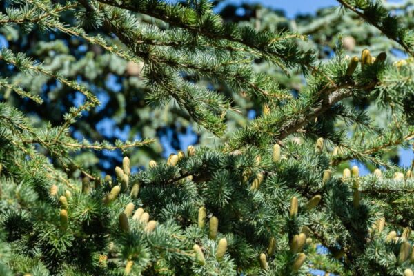 cedrus-libani-fastigiata