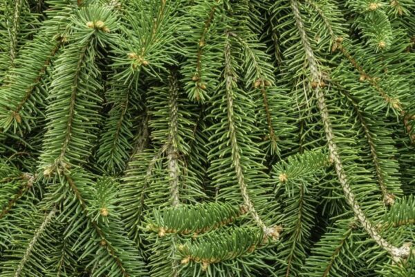 picea-abies-inversa